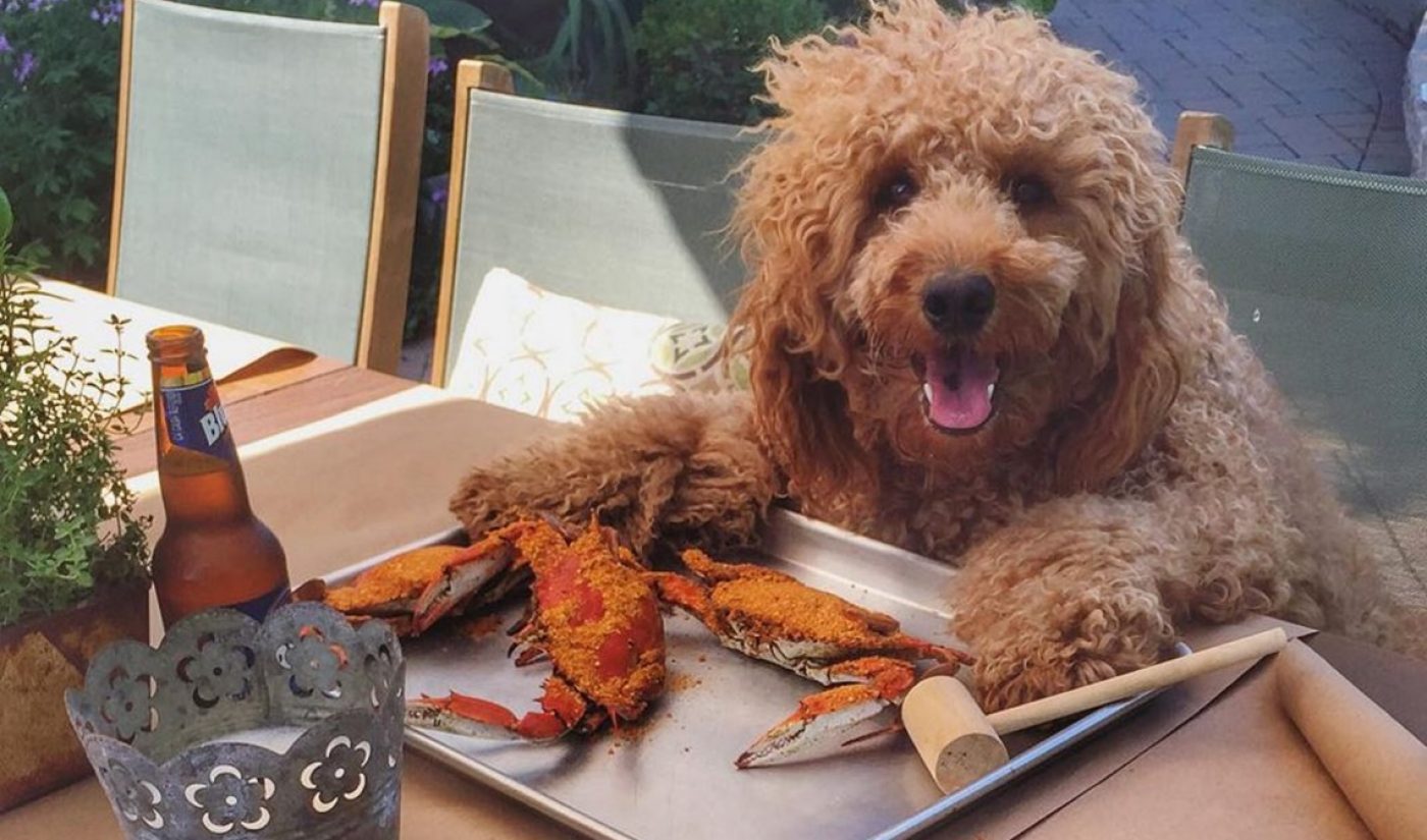There Is Now A Talent Management Agency For Internet-Famous Animals