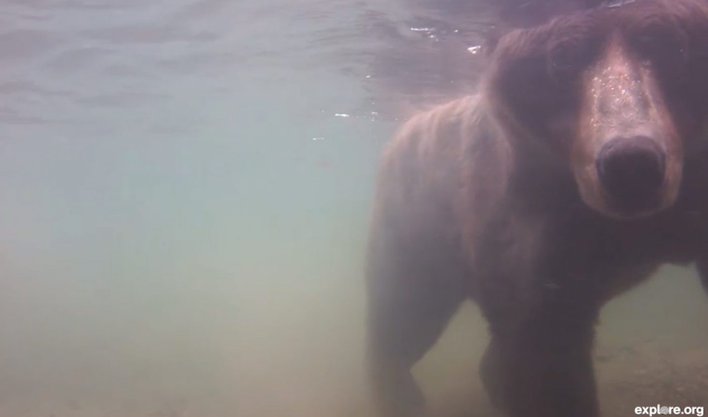 Insights: Zoos And Aquariums In The Age Of ‘Pokémon Go’, Virtual Reality, And Live Video