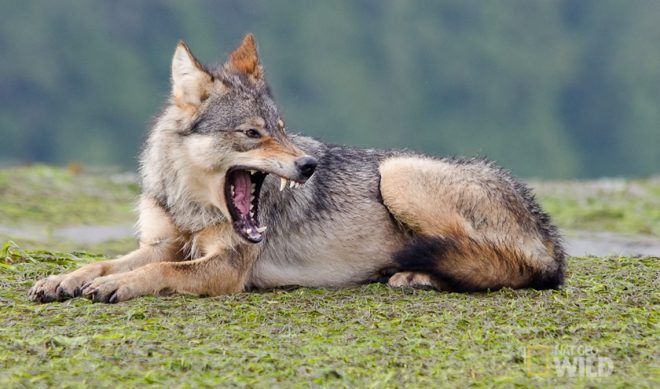 National Geographic Wild’s First Digital Series Is Fauna-Filled ‘Wild_Life’