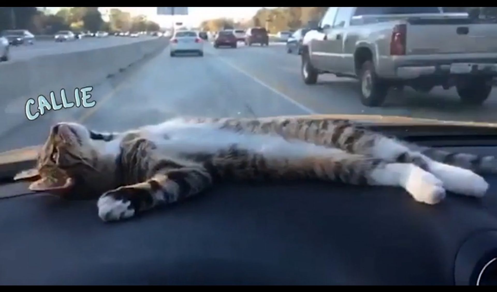 Jukin Media’s Web Series On Comcast’s Watchable Expresses Human Thoughts Through Animals