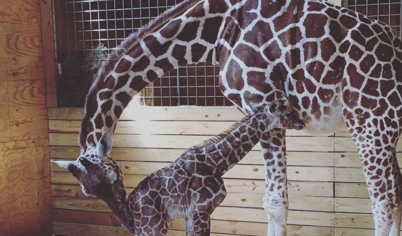 Live Stream Of A Giraffe Giving Birth Gets More Than 230 Million Views On YouTube