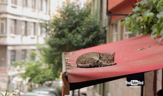 YouTube Red To Stoke Internet’s Cat Craze With Turkish Documentary ‘Kedi’