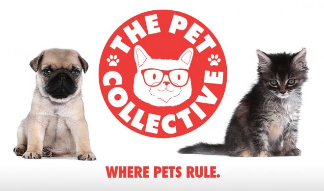YouTube Millionaires: The Pet Collective Says “Animal Videos Are Our Spirit Animal”