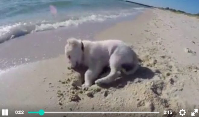 Reddit Launches An In-House Video Player In Beta