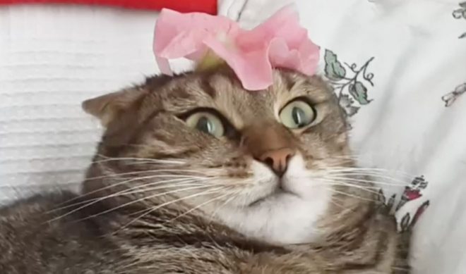 Jukin Media’s Pet Collective, Fail Army Brands Arrive On Twitch