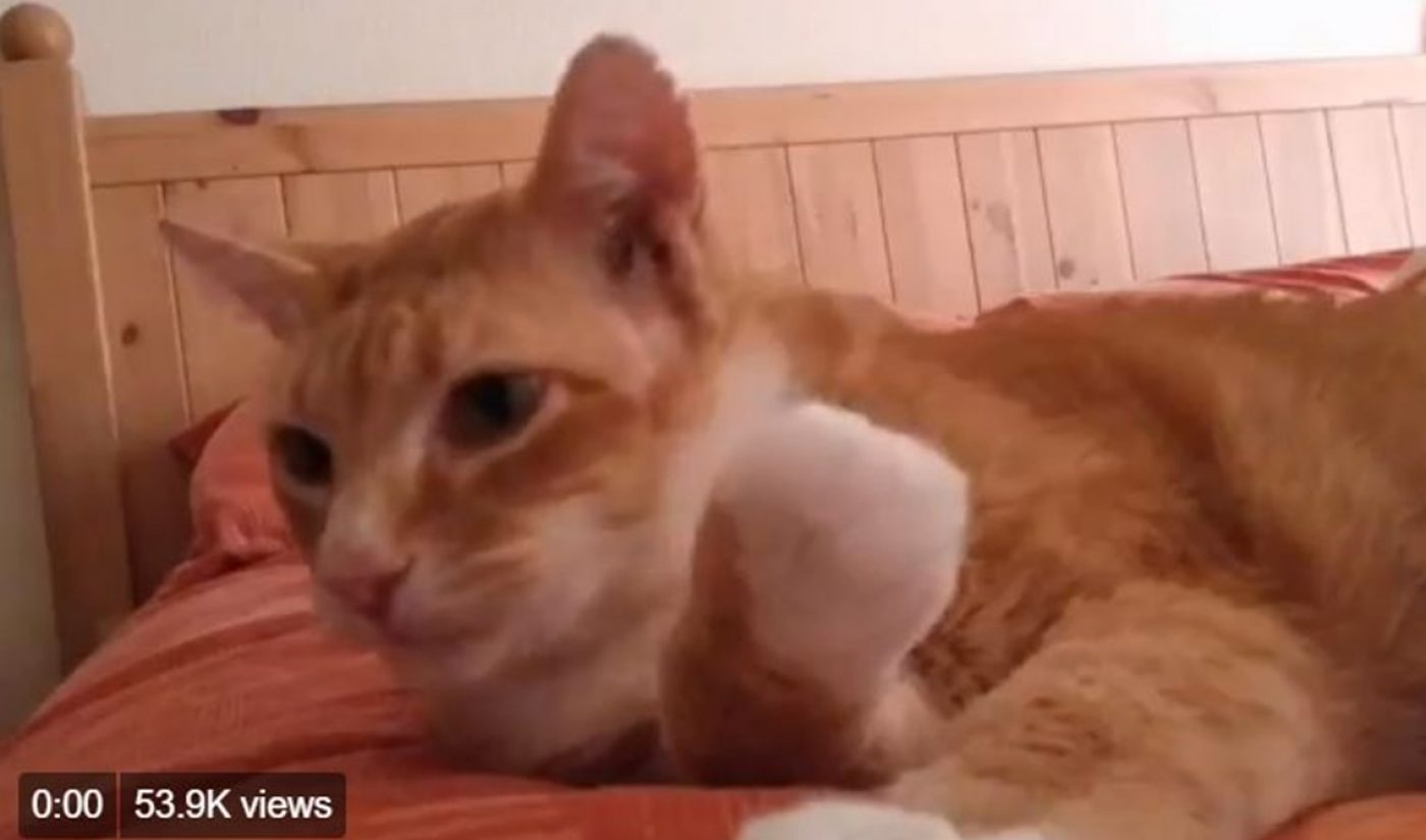 Twitter Will Finally Display View Counts On Video Tweets