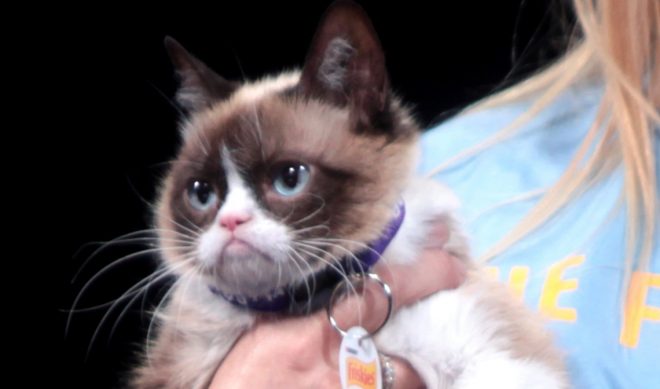 Grumpy Cat’s Owner Awarded $710,001 In Intellectual Property Lawsuit