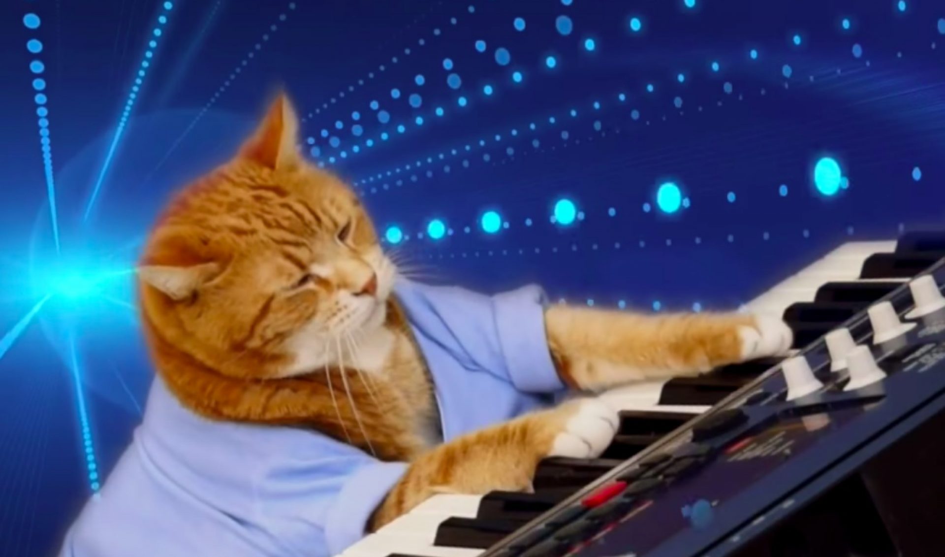 Bento, A Feline Known For Appearing In ‘Keyboard Cat’ Videos, Has Died