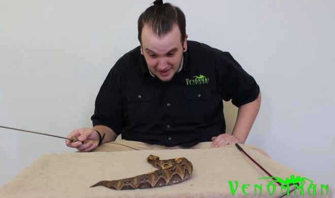 YouTube Reptile Vlogger Charged With 23 Counts of Illegally Possessing Venomous Snakes