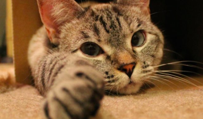 Tamera Mowry-Housley Joins Sister Tia On Facebook Watch, Along With Nala The Cat