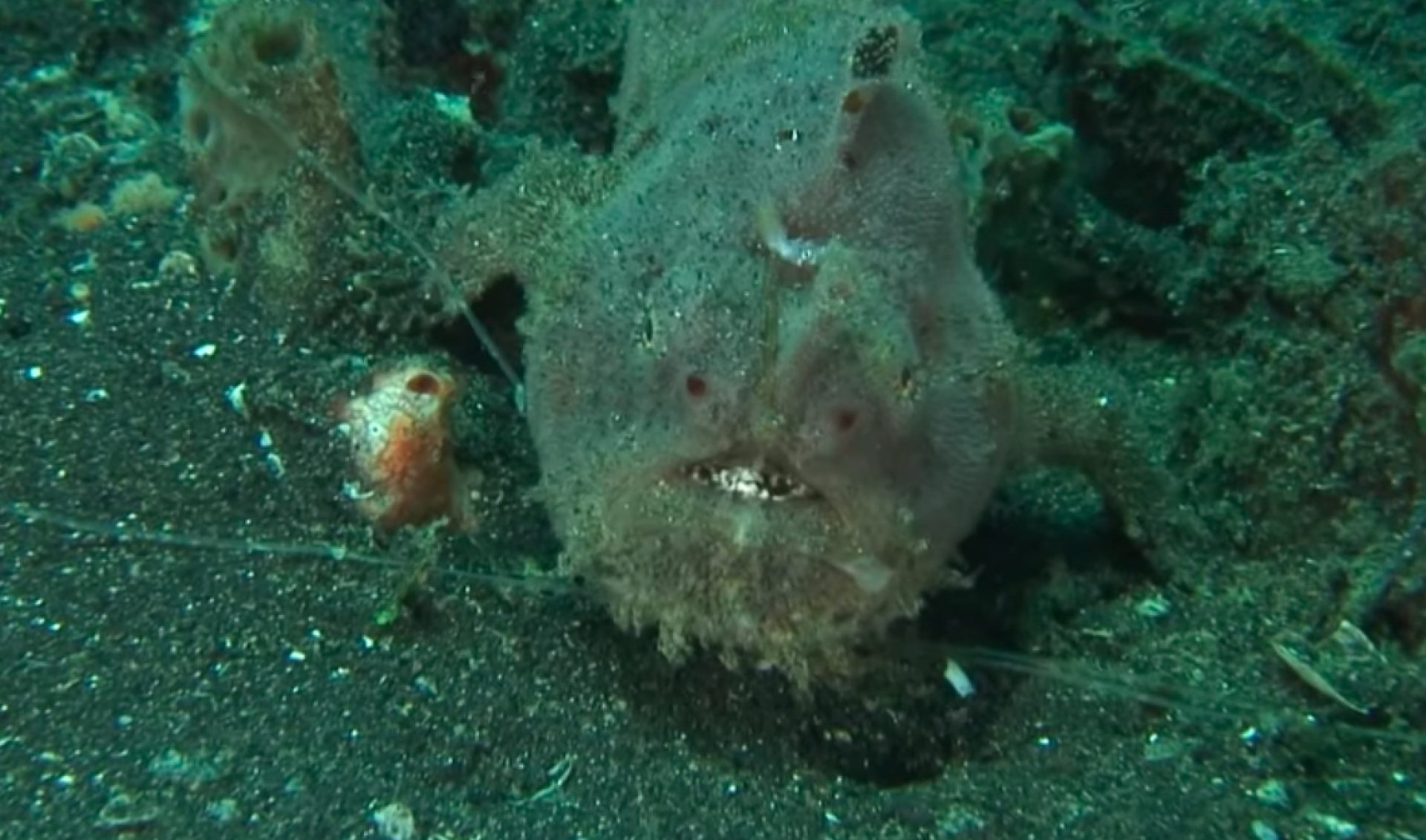 For The First Time Since 2014, Ze Frank Has Posted A New Video On His YouTube Channel