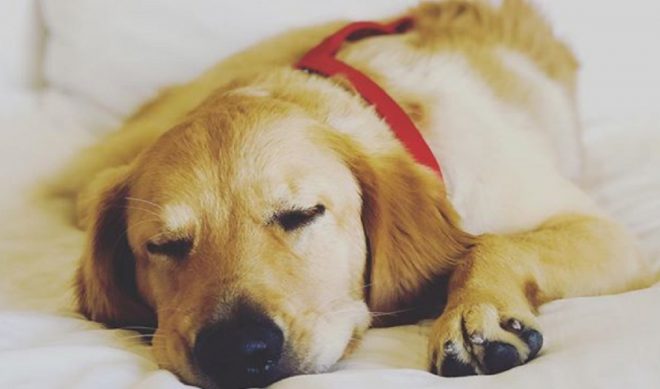 Todd The Hero Dog Named First-Ever ‘Dog Of The Year’ At 8th Annual Streamys