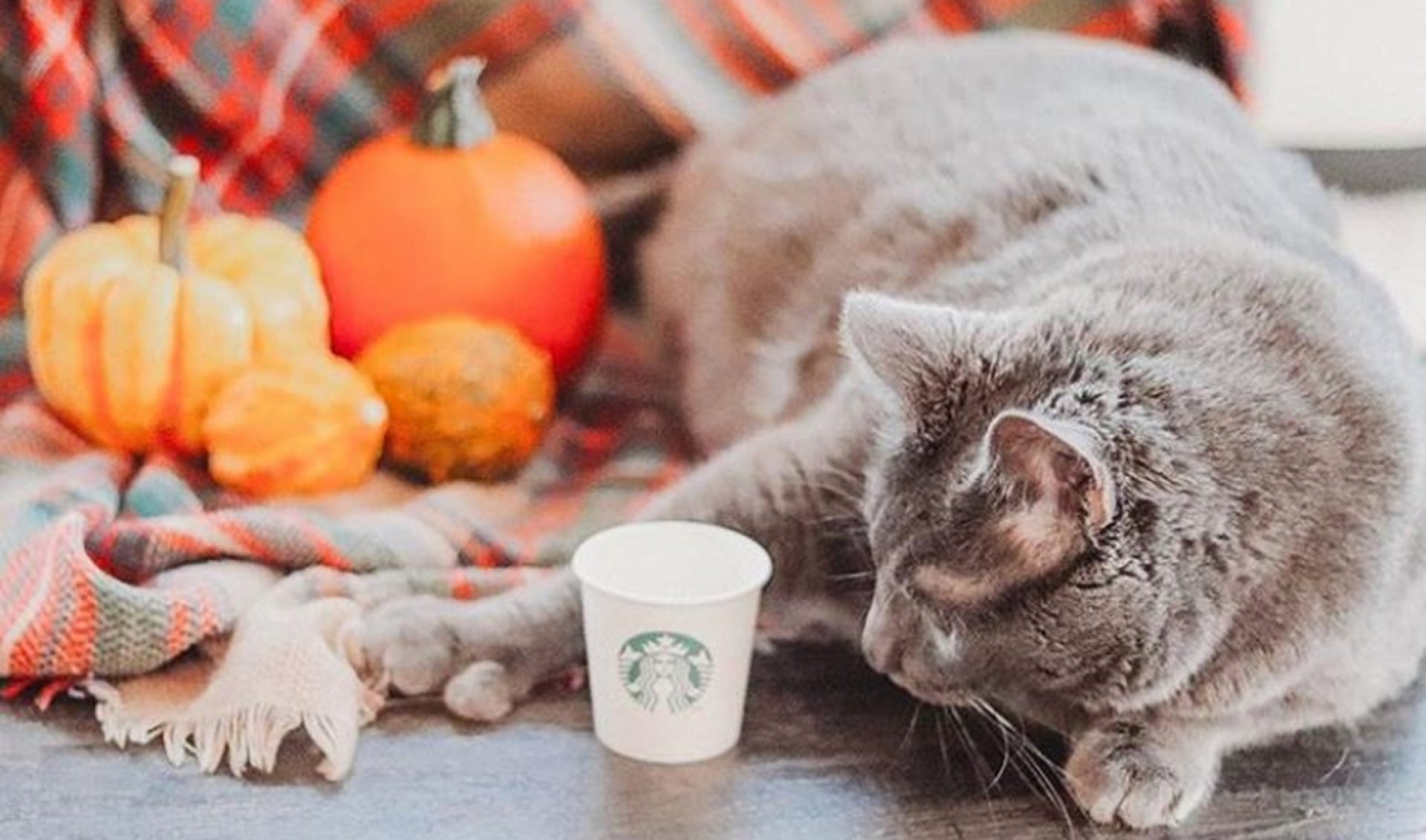 Pet Influencers Can Command $15,000 Per Instagram Post, Says Top Animal Talent Manager