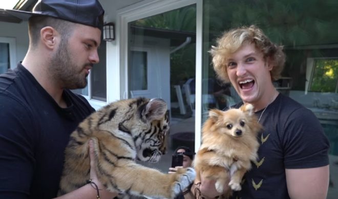 A Logan Paul Vlog Led To The Arrest Of Man Who Mistreated Baby Tiger, Investigators Say