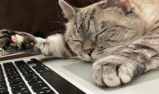 In A First, VidCon Will Host Panels, Meet-And-Greets With Internet-Famous Pets