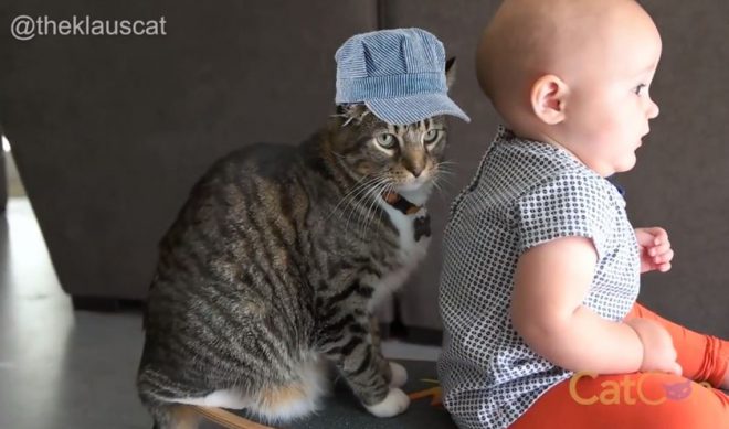 CatCon Partners With Cats Of Instagram To Celebrate The Internet’s Greatest Cat Videos