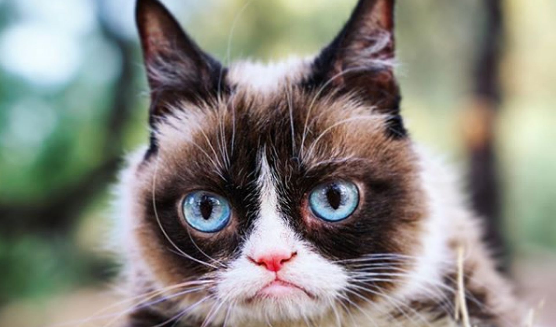 Viral Star Grumpy Cat Passes Away, Is Memorialized In Memes
