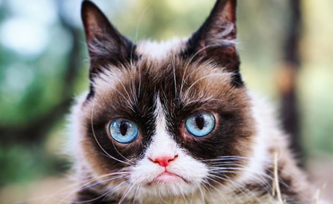 Viral Star Grumpy Cat Passes Away Is Memorialized In Memes