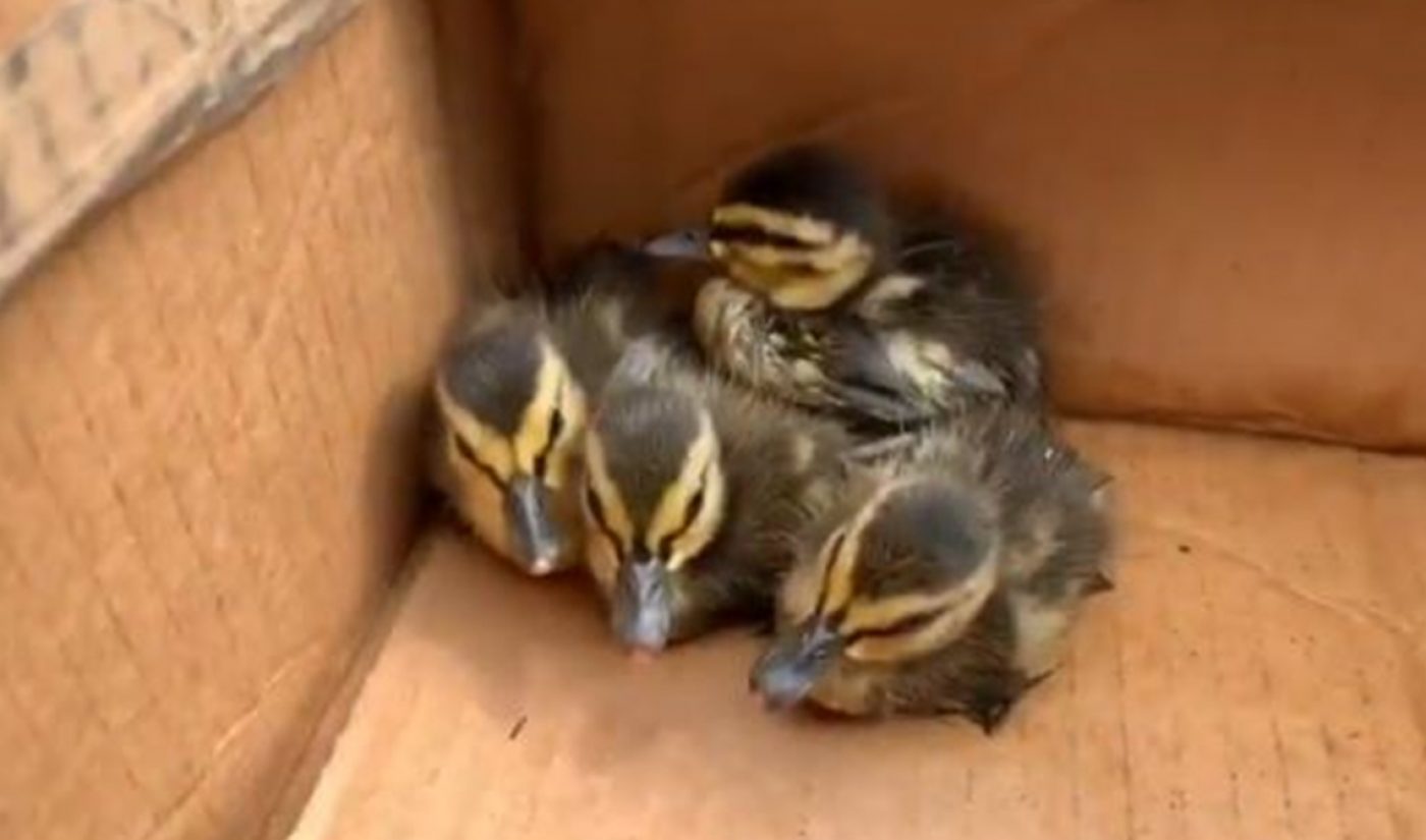 Firefighters Used YouTube Videos To Rescue Ducklings Trapped In Storm Drain