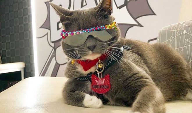 Sunglass Cat, Pickles And Dill, Molly Burke Added To VidCon’s Inaugural Pet Programming Block