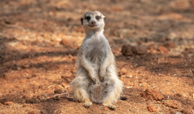 BBC Studios Invests In Quibi, Will Produce Original Nature Series ‘Fierce Queens’