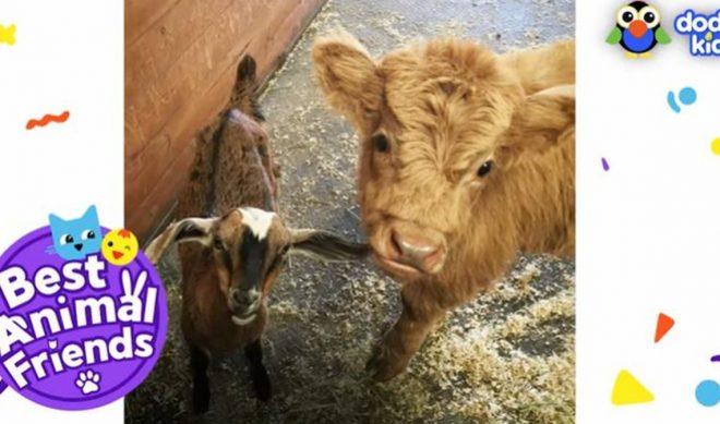 The Dodo Launches Children’s-Focused YouTube Channel With 3 Original Series