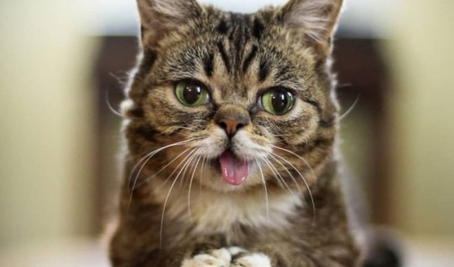 Insta-Famous Lil Bub, A Special Needs Cat Known For Her Altruism, Has Passed Away At Age 8