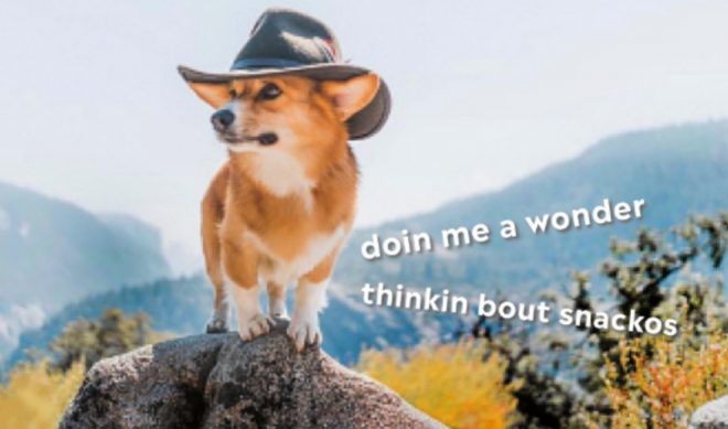 Instagram Meme Account ‘Doggos Doing Things’ Lands Book Deal With Hachette