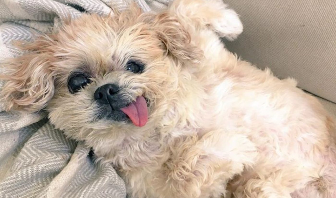 OG Pet Influencer And Senior Adoption Activist ‘Marnie The Dog’ Has Passed Away
