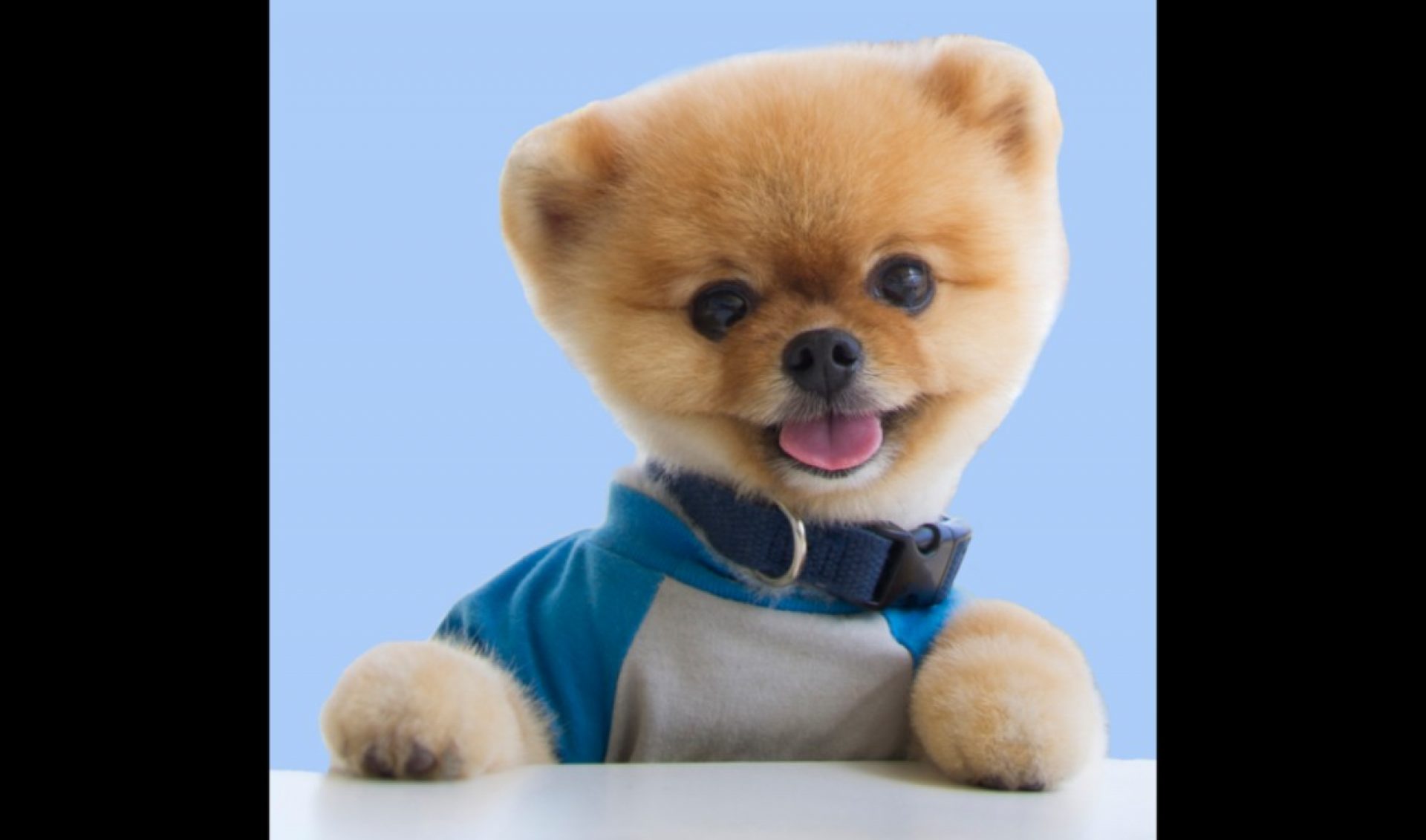 A3 Artists Signs Popular Pomeranian Jiffpom, With 20 Million TikTok Followers (Exclusive)