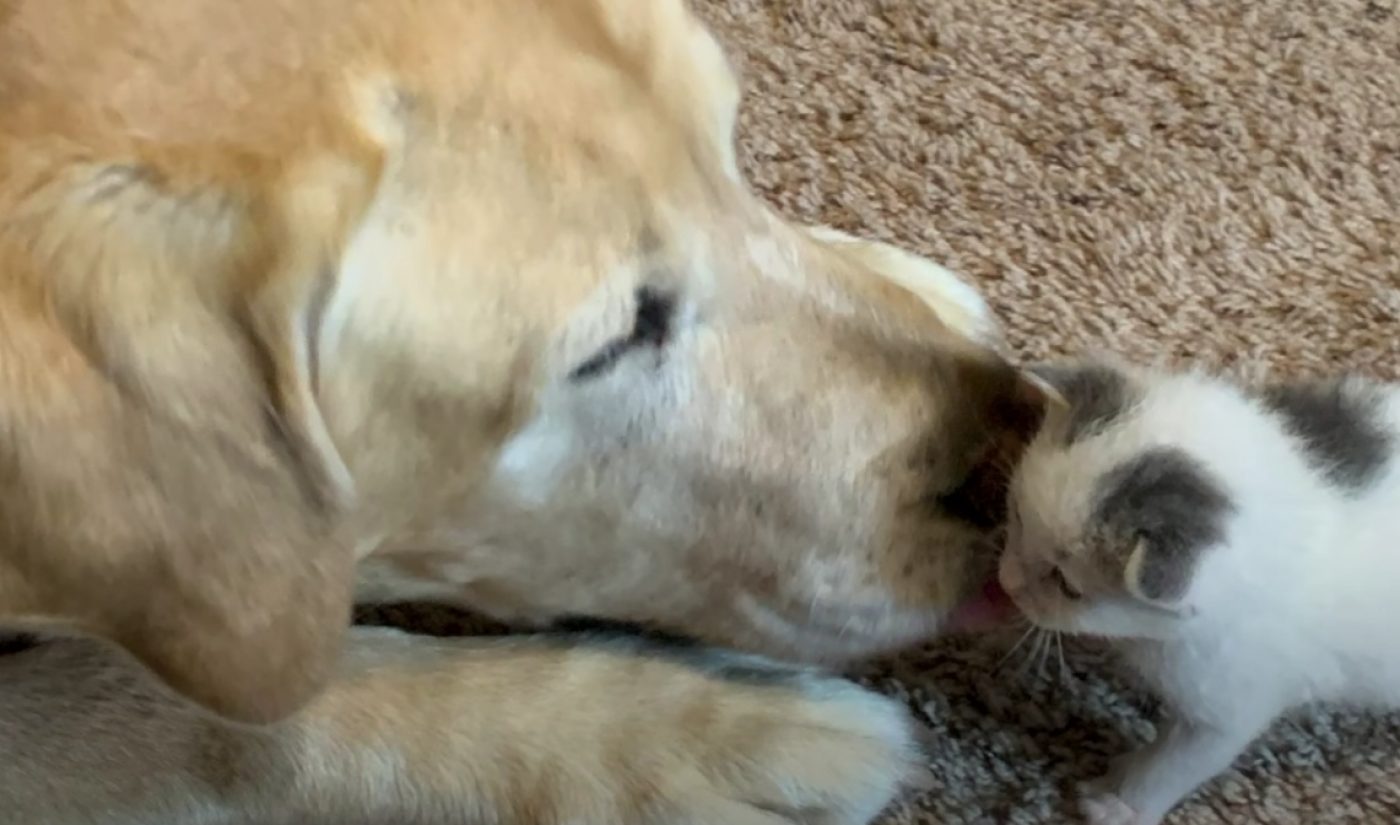 Top 50 Most Viewed US YouTube Channels • Week Of 6/15/2020