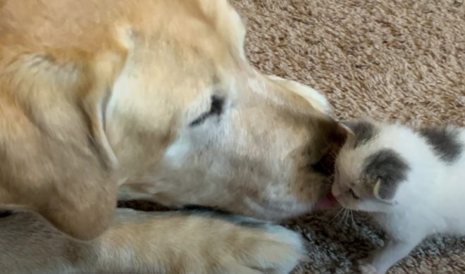 Top 50 Most Viewed US YouTube Channels • Week Of 6/15/2020