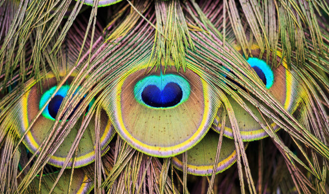 NBC’s Peacock Topped App Charts On Release, Besting The Debuts Of Quibi, HBO Max (Report)