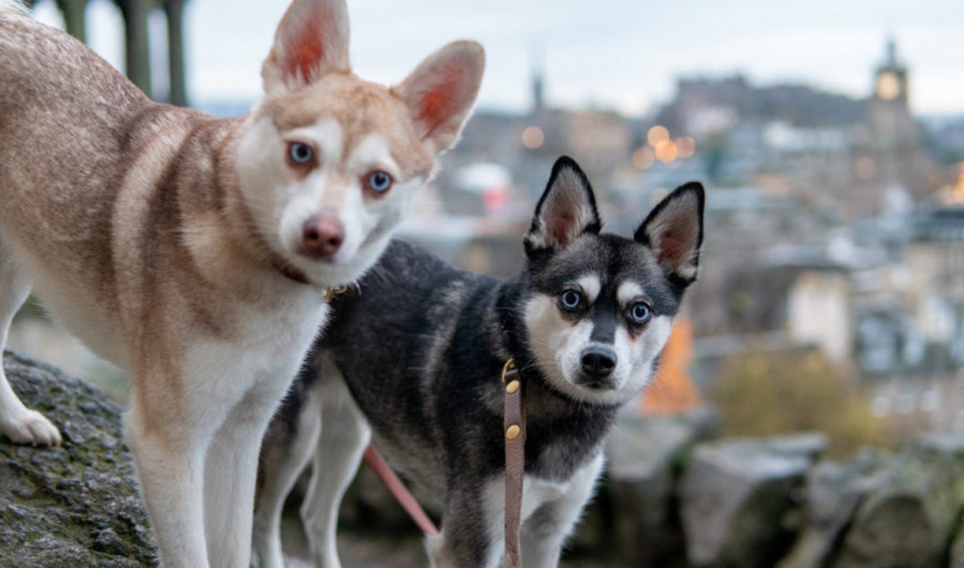 TikTok Millionaires: LifeWithKleeKai Puts Human TikTok Trends In The Paws Of Canine Companions