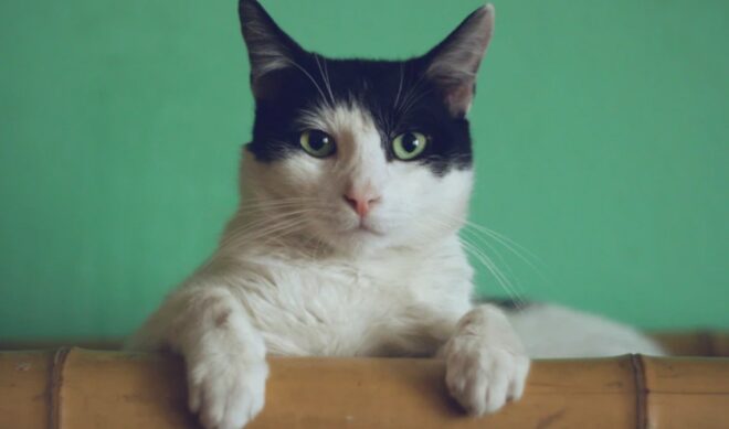 The Dodo Establishes Pet Adoption Matchmaking Platform For Valentine’s Day