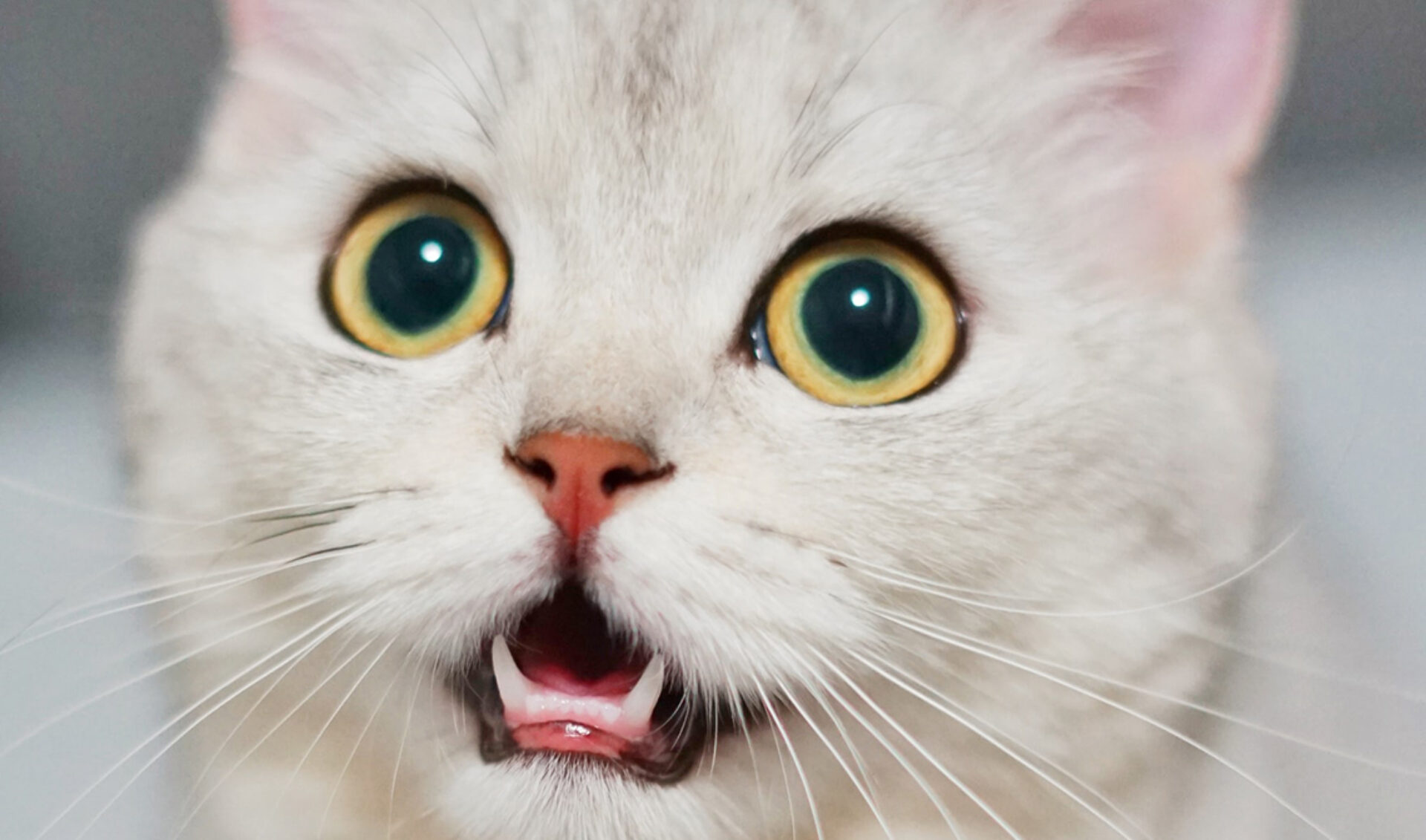 This Week In Social Video: Valentine’s Day, Cat Lawyer, Impeachment