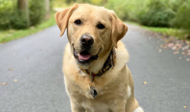 Creators On The Rise: COVID Kept Magnus The Therapy Dog From Visiting Hospitals—So His Handler Took Him Online
