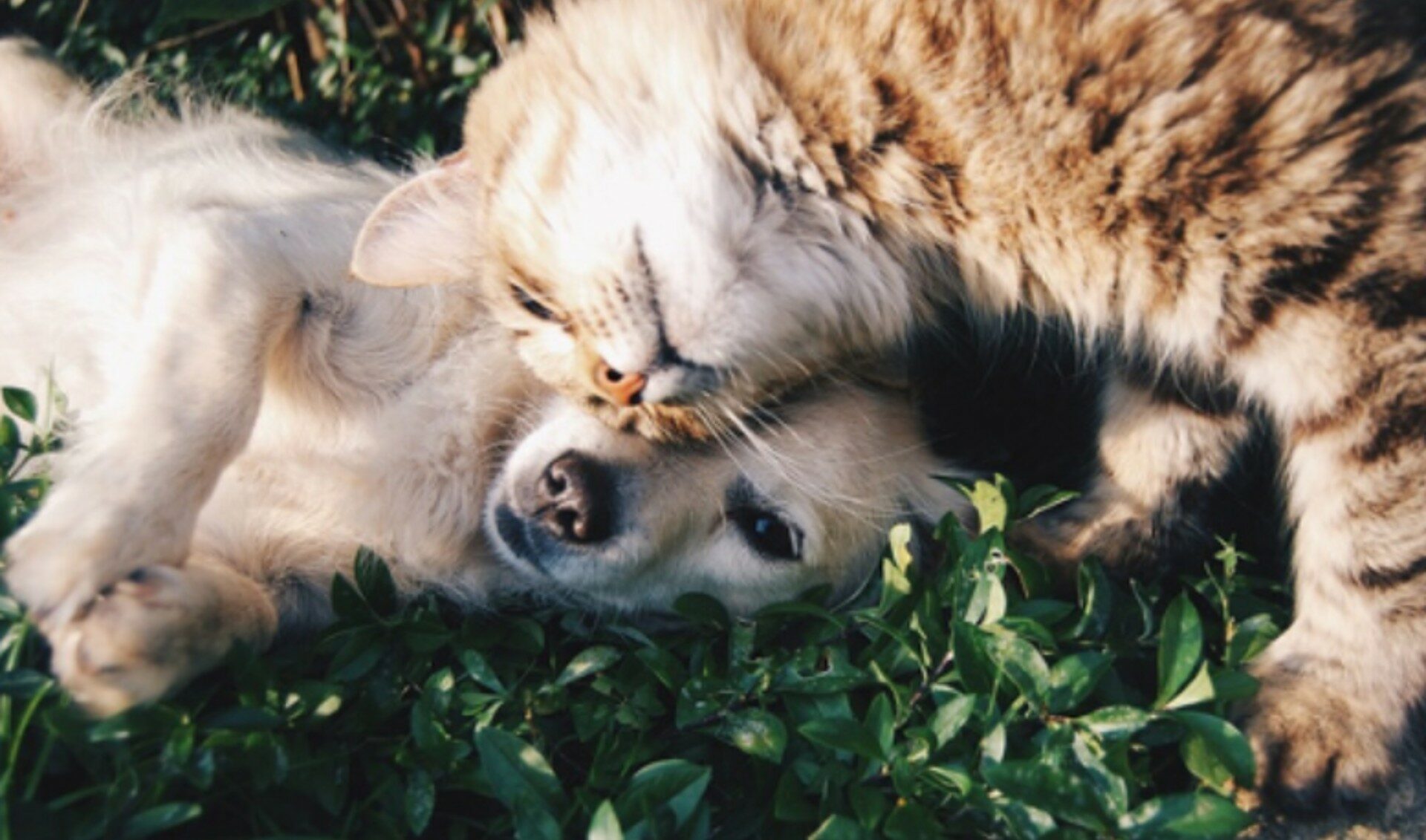 Animal Rights Nonprofit Sues YouTube For Failing To Remove Abuse Videos