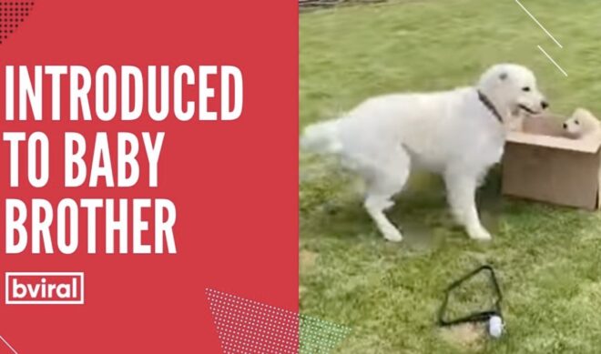 Top 50 Most Viewed U.S. YouTube Channels • Week Of 01/16/2022