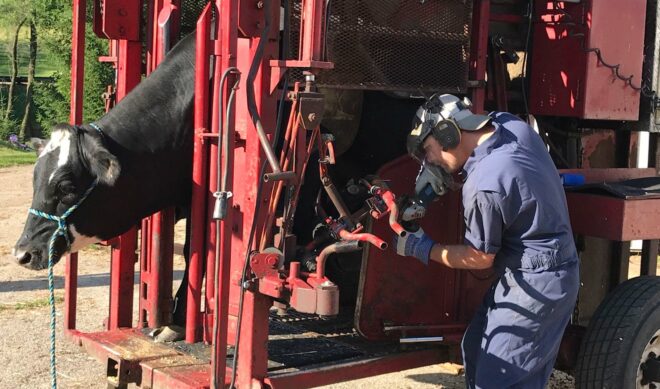 Creators On The Rise: Meet Nate Ranallo, Who’s Like Dr. Pimple Popper For Dairy Cows