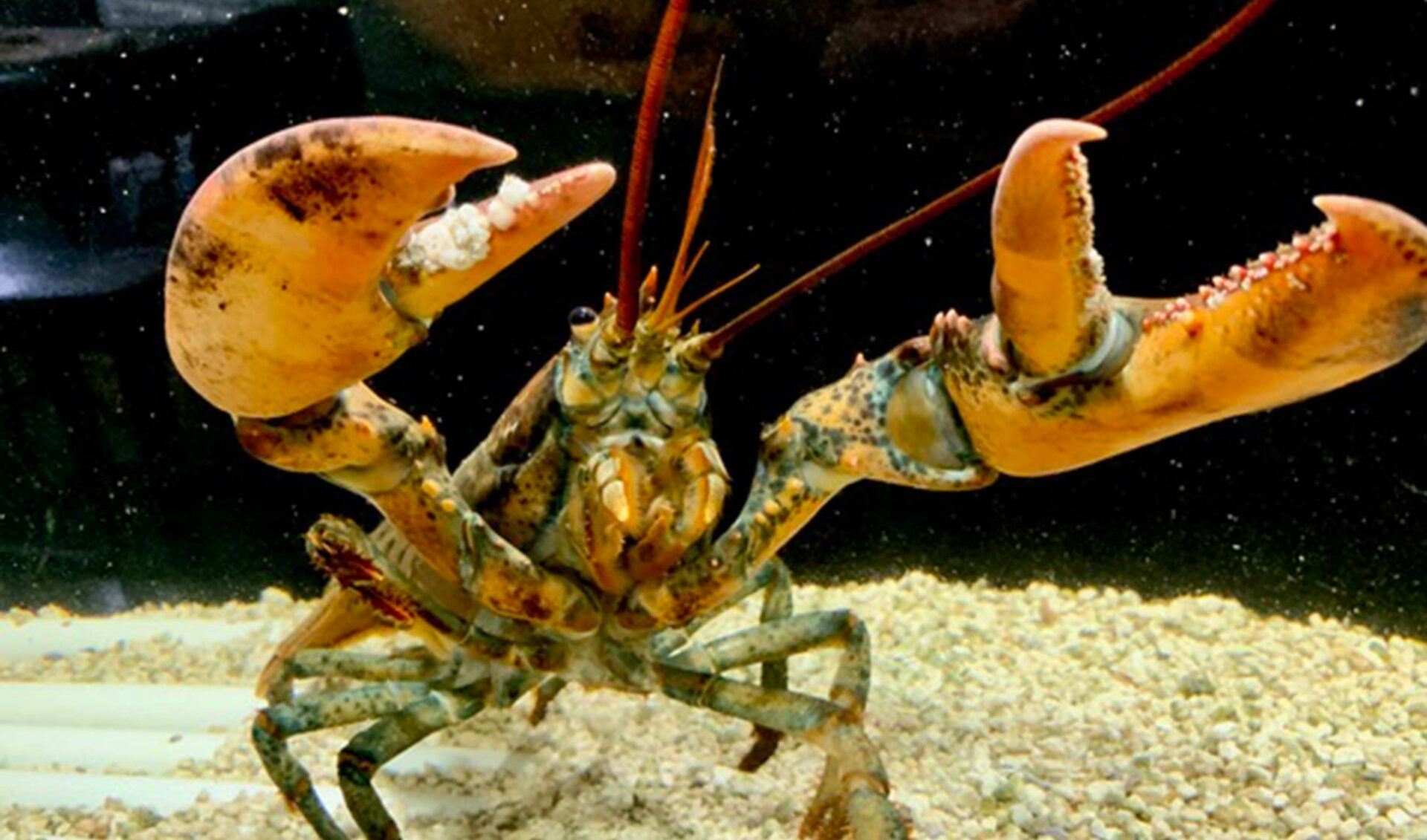 Creators On The Rise: Brady Brandwood jailbroke a grocery store lobster. Now Leon is charming the internet.