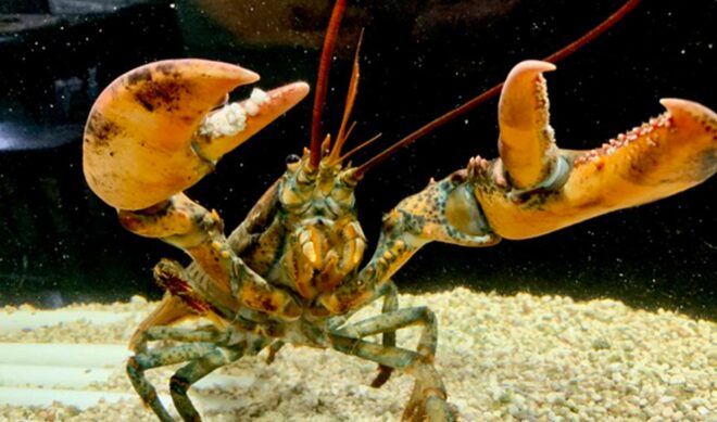 Creators On The Rise: Brady Brandwood jailbroke a grocery store lobster. Now Leon is charming the internet.