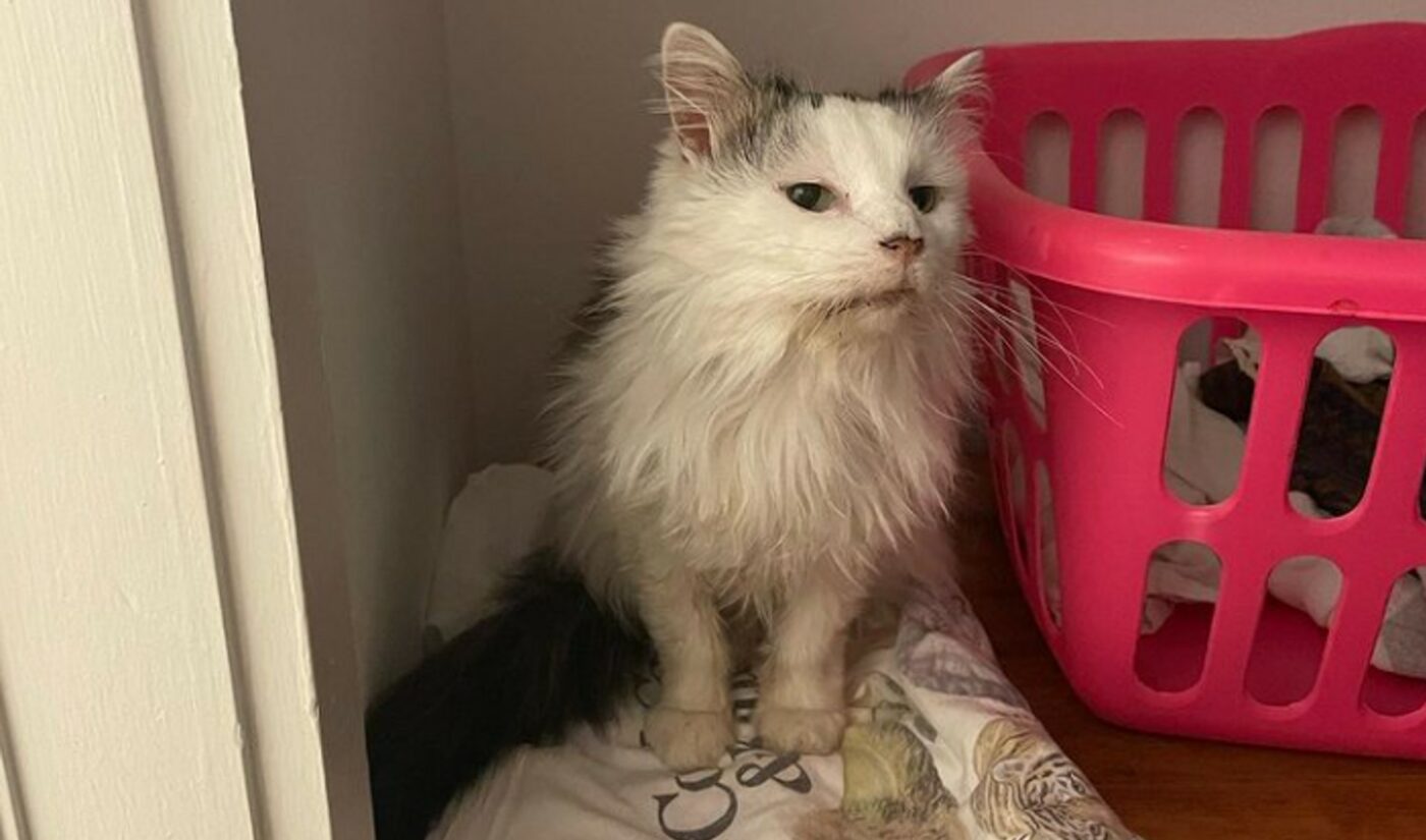 TikTok mourns beloved cat Pot Roast: “She was done fighting”