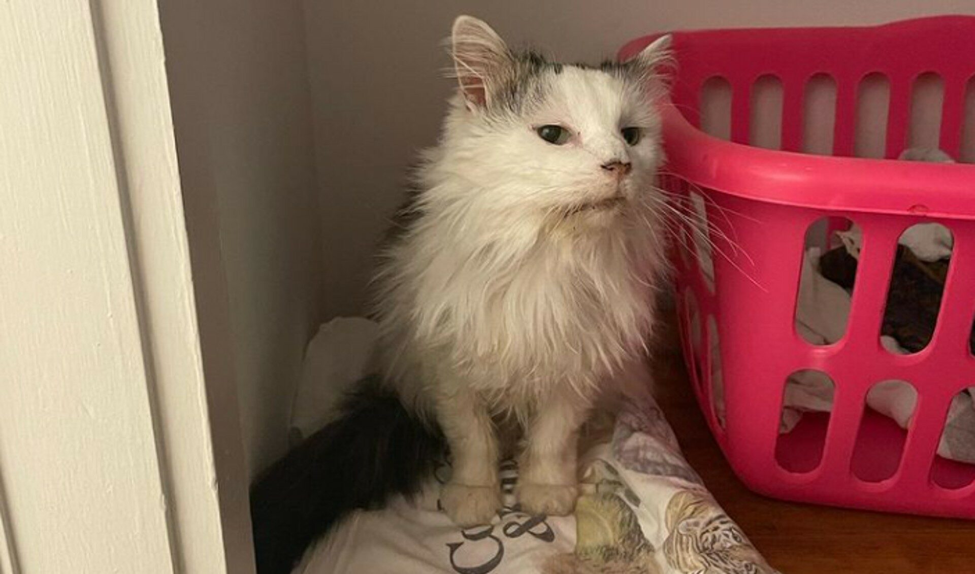 TikTok mourns beloved cat Pot Roast: “She was done fighting”