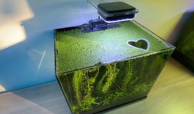 Creators On The Rise: Meet the guppy enthusiast behind YouTube and TikTok’s “fish portals” craze