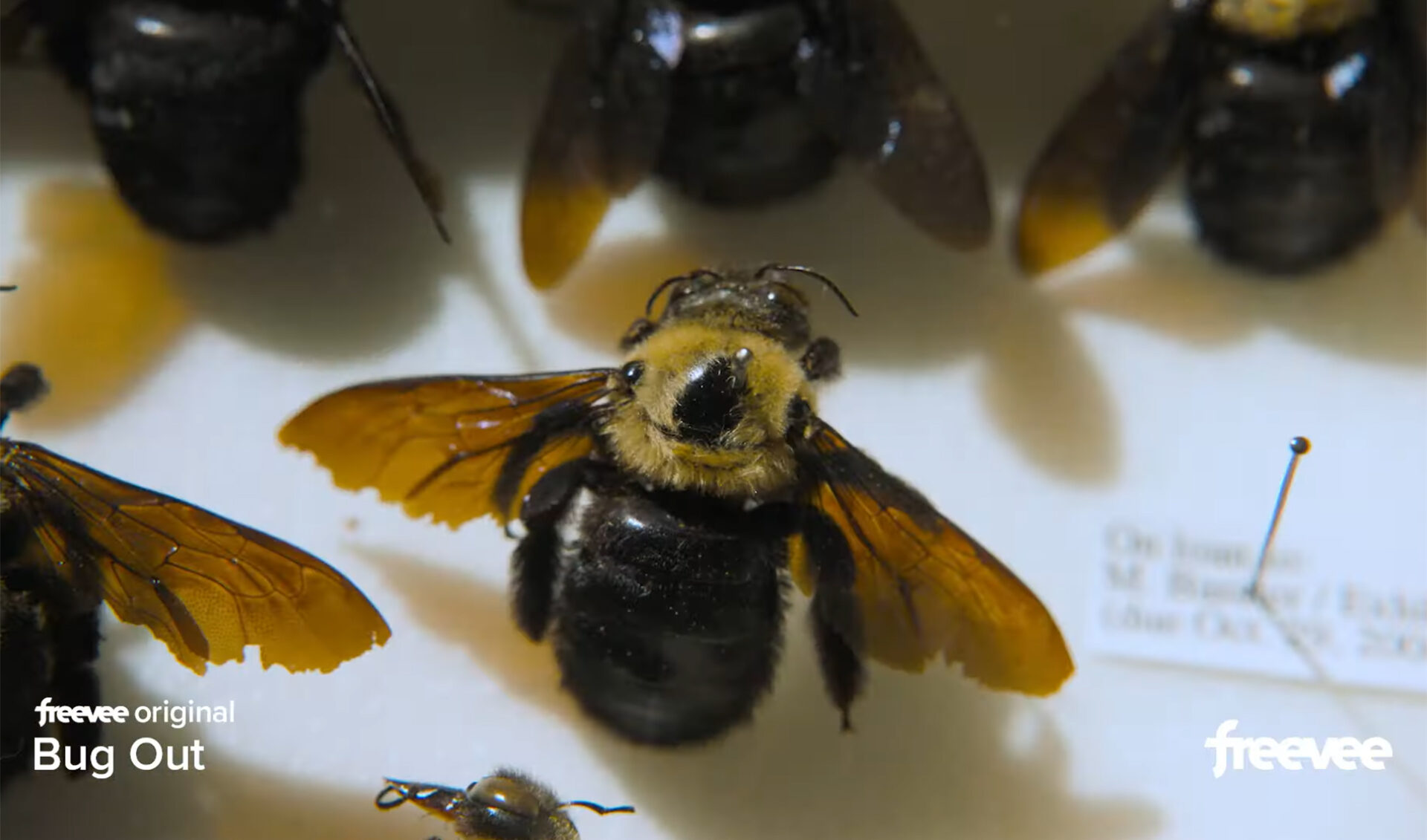 Amazon’s freshly rebranded Freevee unveils growing slate of streaming originals