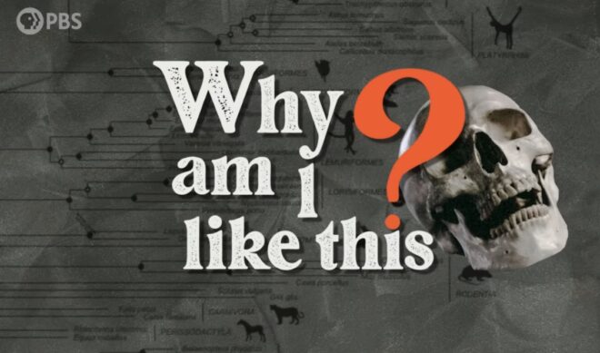 As it turns ten, PBS Digital Studios unveils new shows about history, the human body, and pirates