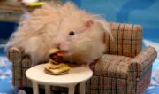 Hamsters chow down on tiny eats in YouTube’s latest original series