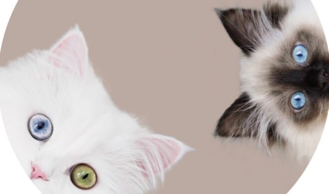 Top 50 Most Viewed YouTube Channels Worldwide • Week Of 11/27/2022