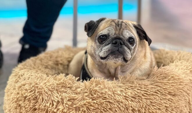 A memorial service will honor Noodle the Pug of “No Bones Day” fame